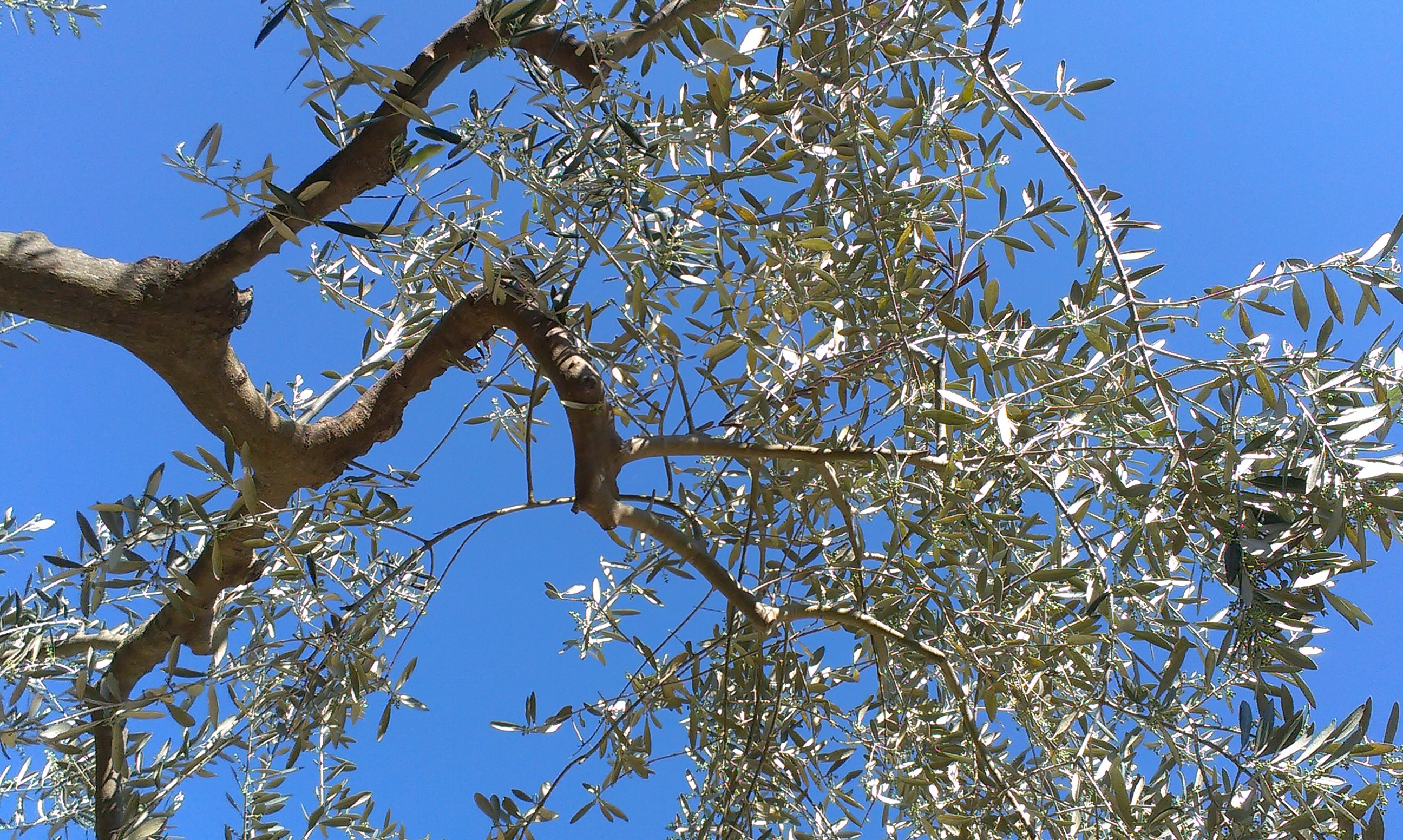 Olive tree